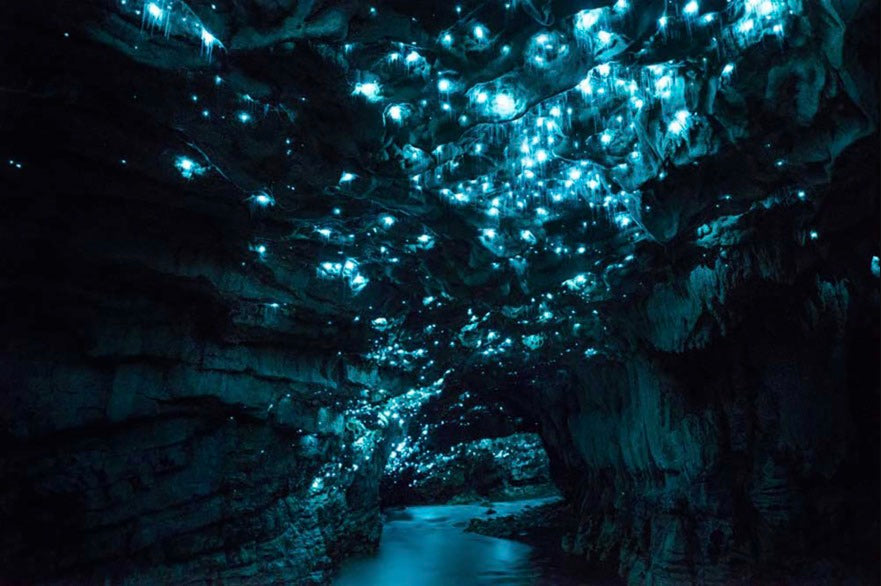 waitomo glow worms