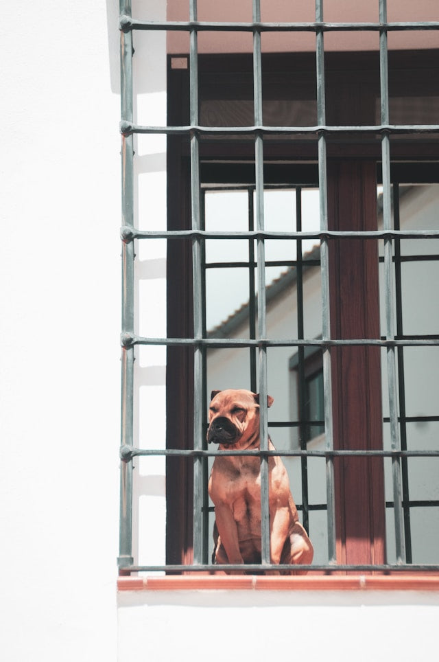 window sill dog